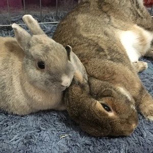 Meet your Posher, Annie